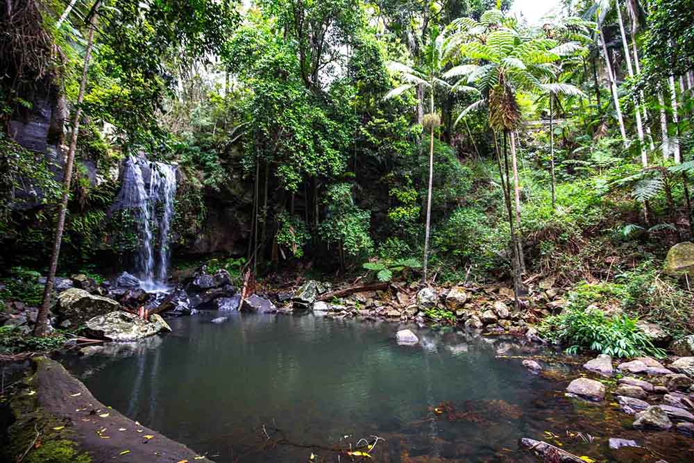 curtis-falls-tamborine-mountain - Londoner In Sydney