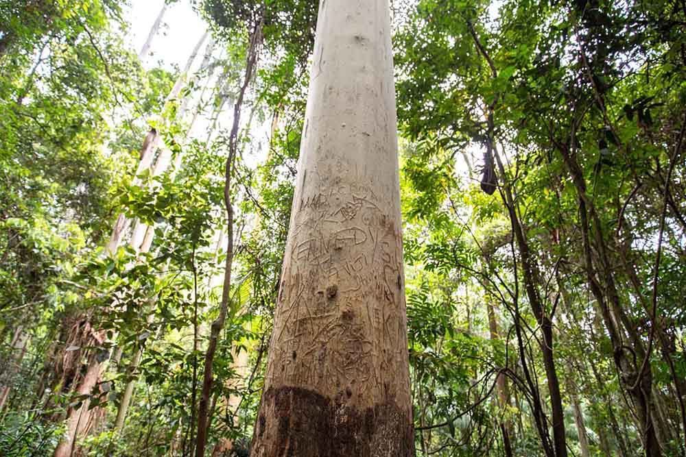 curtis-falls-tamborine-mountain - Londoner In Sydney