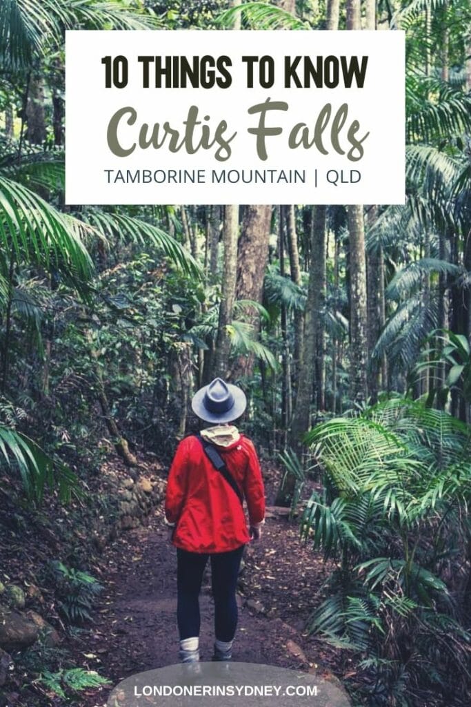 toolona-creek-circuit-lamington-national-park