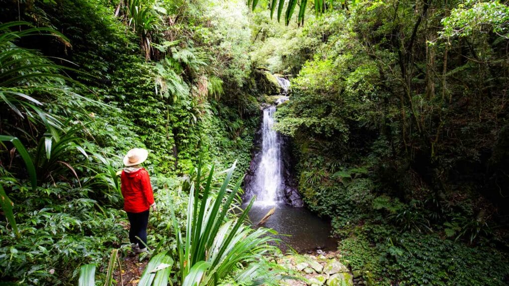 toolona-creek-circuit-lamington-national-park