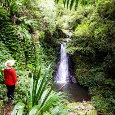 toolona-creek-circuit-lamington-national-park