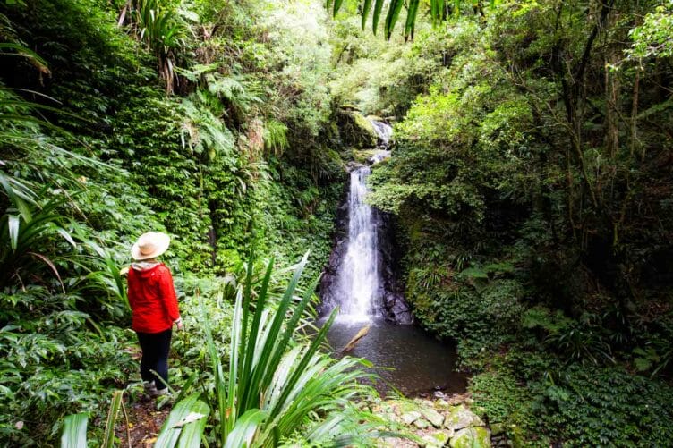 toolona-creek-circuit-lamington-national-park