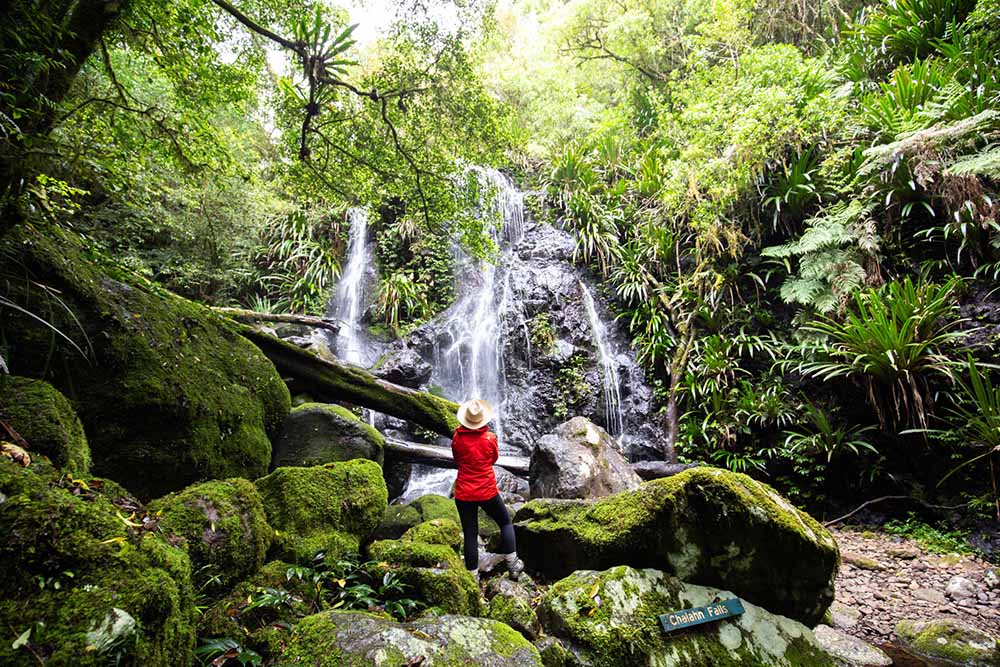 taloona-creek-circuit-lamington-national-park