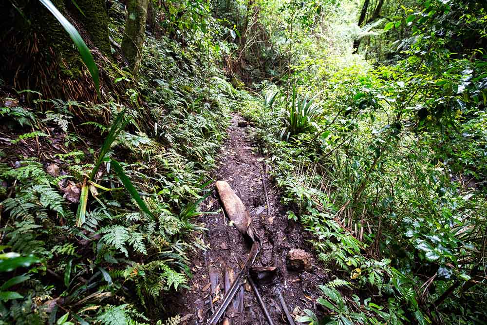 Toolona-creek-circuit-lamington-national-park