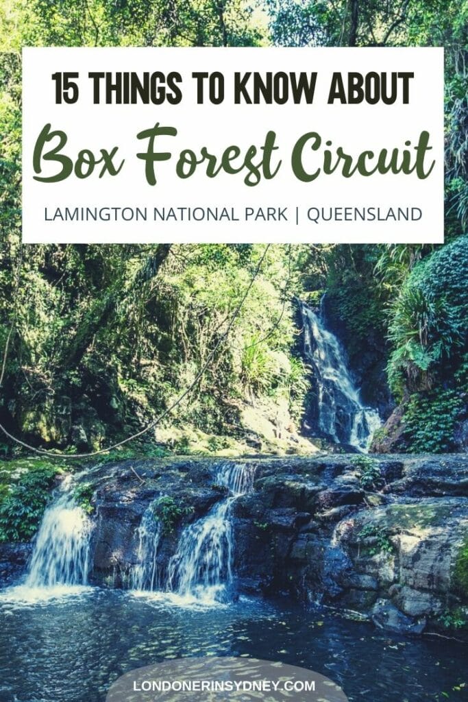 box-forest-circuit-lamington-national-park