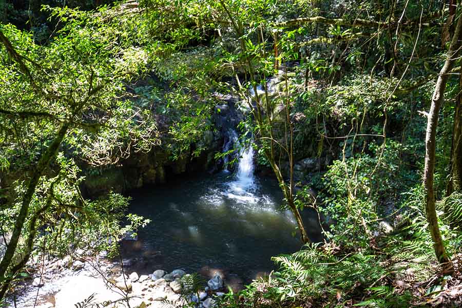 lamington-national-park-box-forest-trail