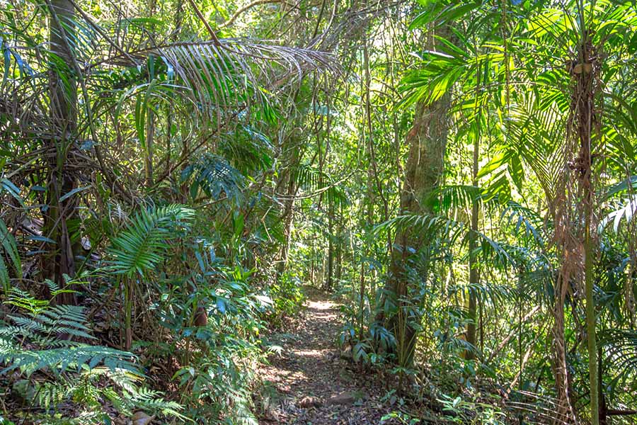 lamington-national-park-box-forest-trail