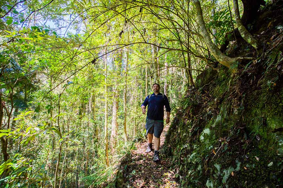 lamington-national-park-box-forest-trail
