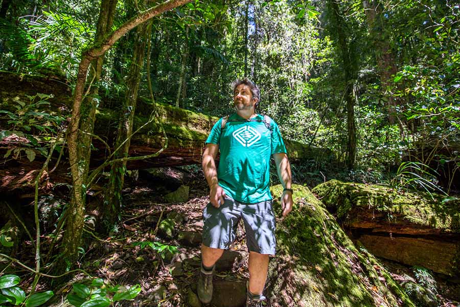 lamington-national-park-box-forest-trail