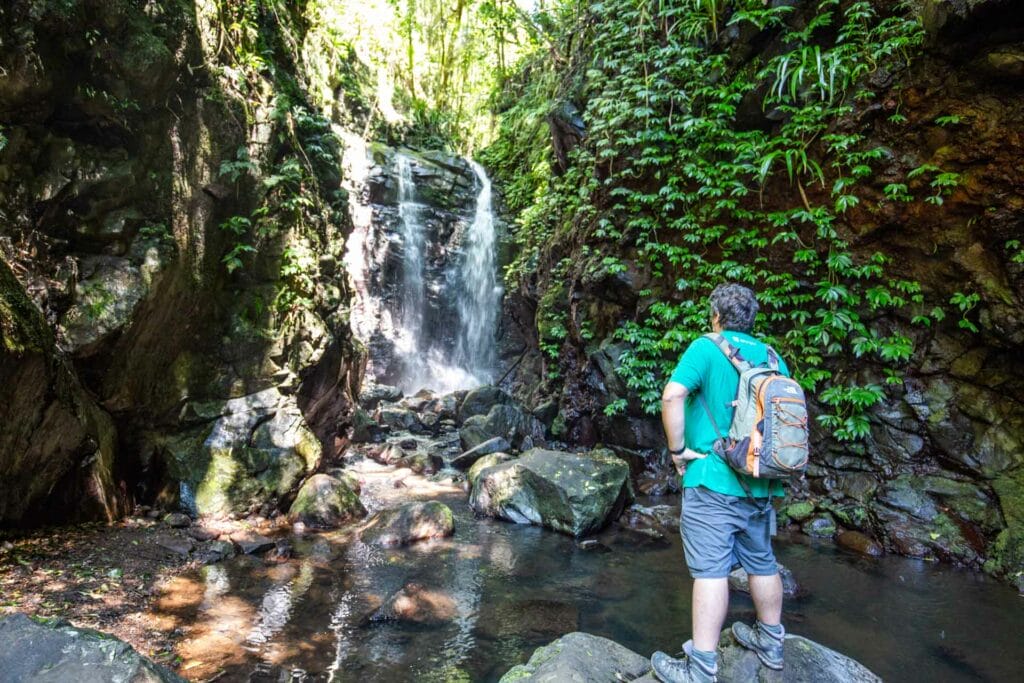 https://londonerinsydney.com/crystal-shower-falls-walk-in-dorrigo-national-park-box-log-falls
