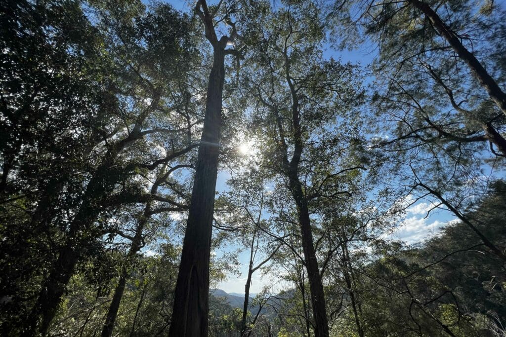 kondalilla-falls - Londoner In Sydney