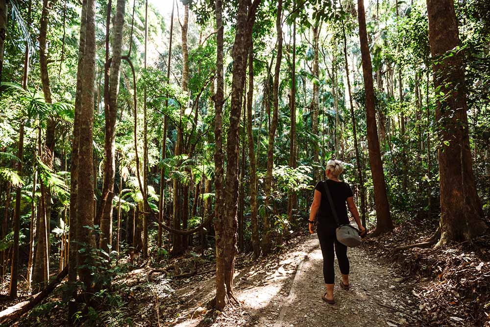 kondalilla-falls - Londoner In Sydney