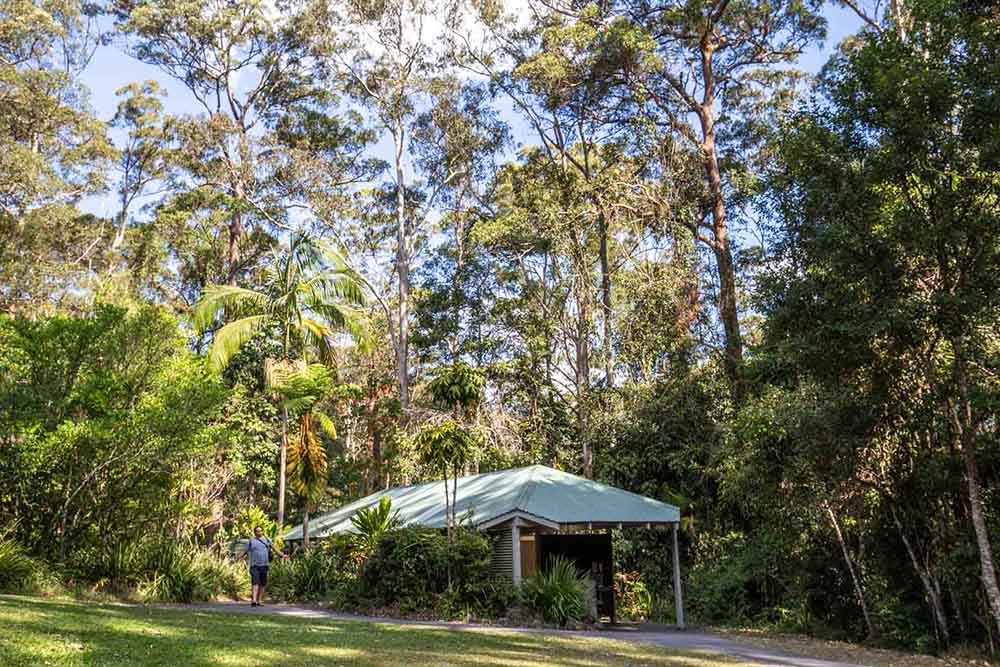 kondalilla-falls-national-park - Londoner In Sydney kondalilla-falls-national-park