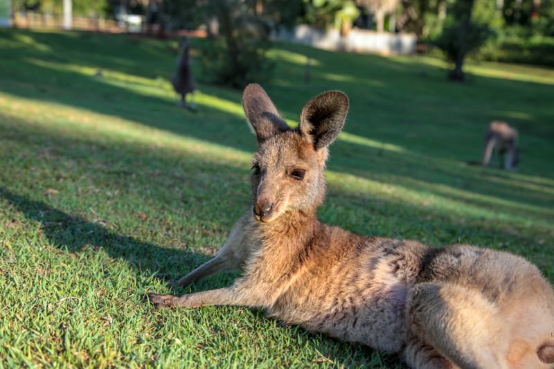 cooberrie-park-wildlife-sanctuary-77 - Londoner In Sydney