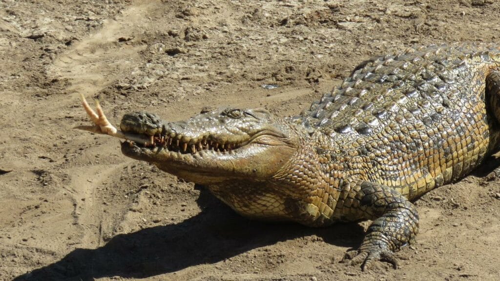 crocodile-farm - Londoner In Sydney crocodile-farm