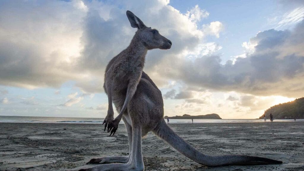 cape-hillsborough-kangaroos - Londoner In Sydney cape-hillsborough-kangaroos