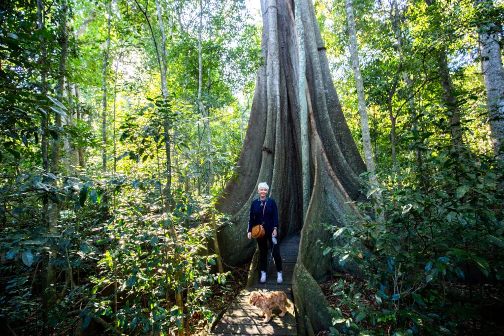 fig-tree-walk-kenilworth