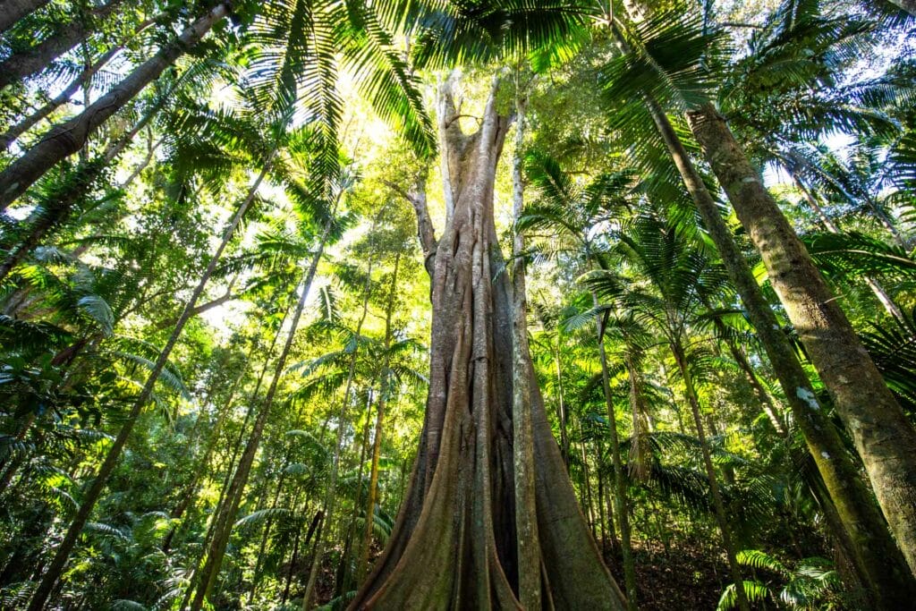 fig-tree-walk-kenilworth