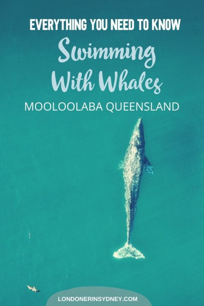 swim-the-whales-sunreef-mooloolaba