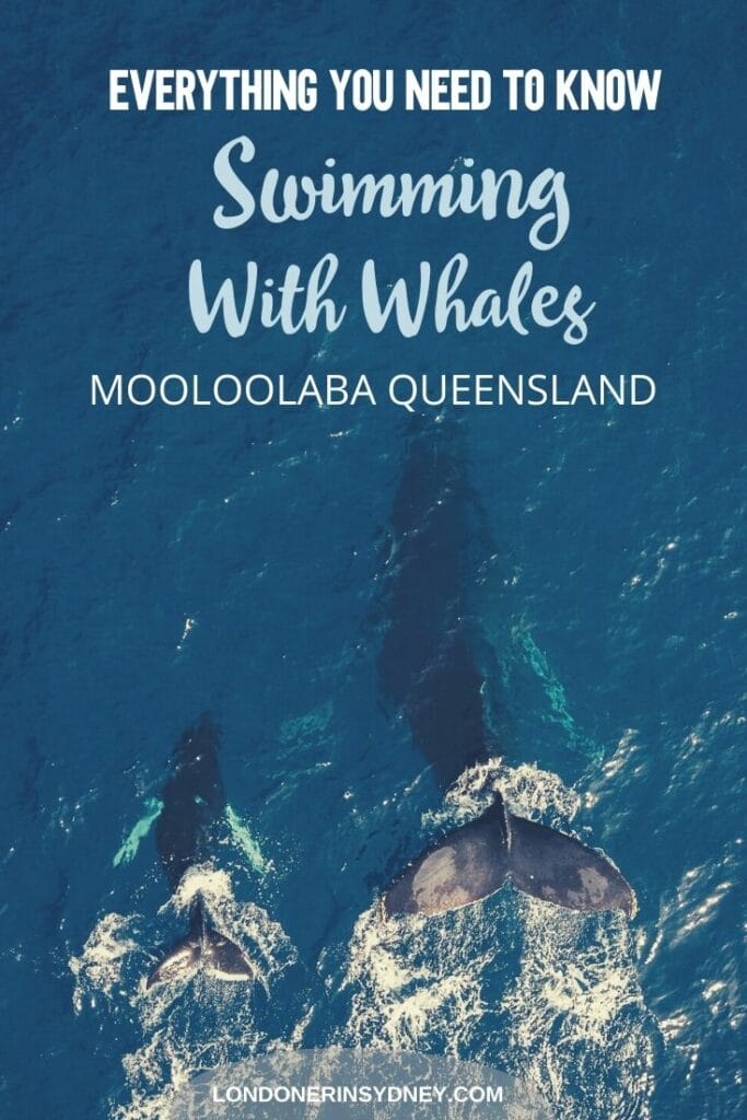 swim-the-whales-sunreef-mooloolaba