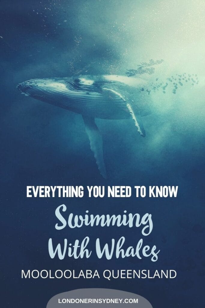swim-the-whales-sunreef-mooloolaba