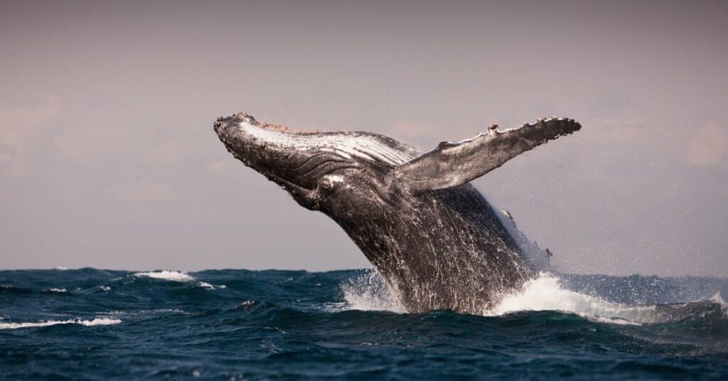 perth-to-exmouth-road-trip-humpback-whales