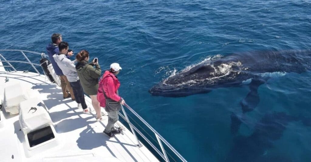 whale-watching-augusta - Londoner In Sydney whale-watching-augusta