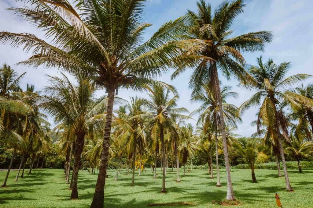 thala-beach-nature-reserve