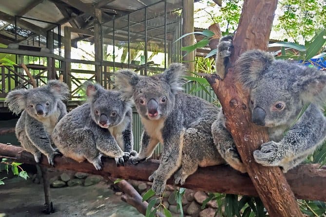 rainforestation-nature-park-cairns - Londoner In Sydney rainforestation-nature-park-cairns