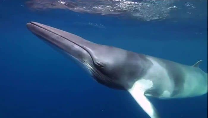swimming-with-dwarf-minke-whales-great-barrier-reef - Londoner In Sydney swimming-with-dwarf-minke-whales-great-barrier-reef