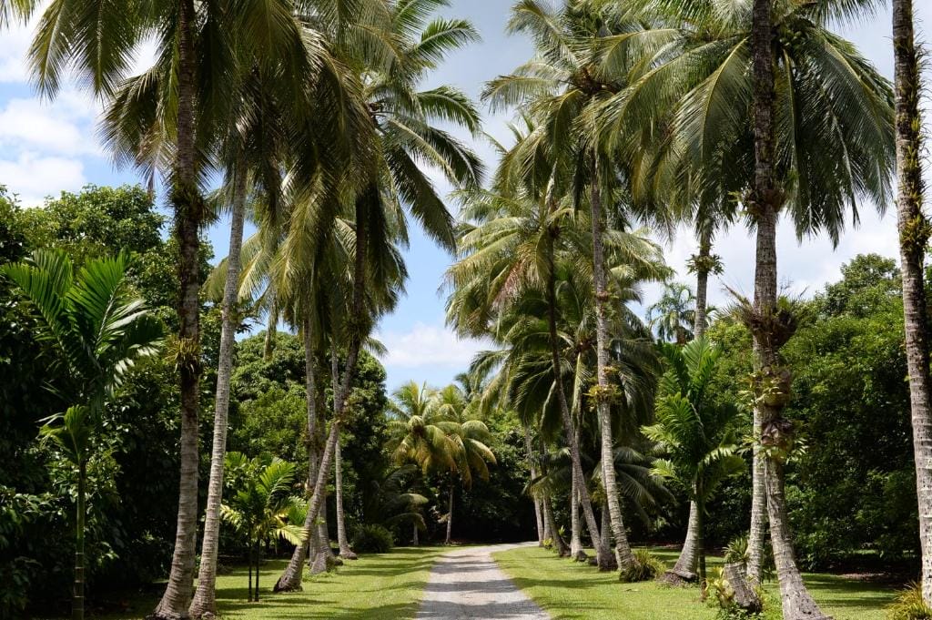 cape-trib-farm-cape-tribulation - Londoner In Sydney cape-trib-farm-cape-tribulation