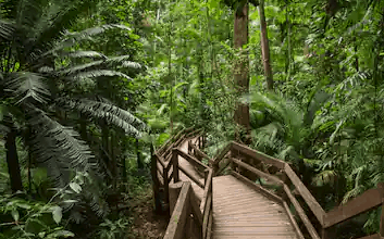 jindalba-boardwalk-cape-tribulation