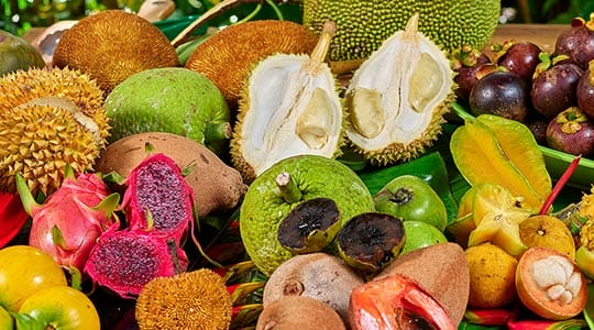 cape-trib-farm-cape-tribulation