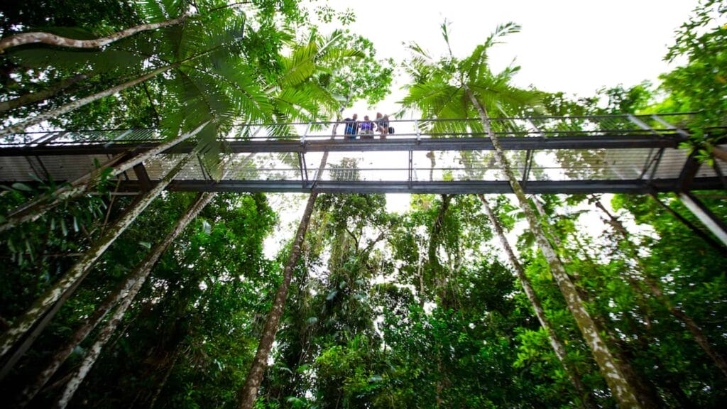 daintree-rainforest-Aerial-walkway