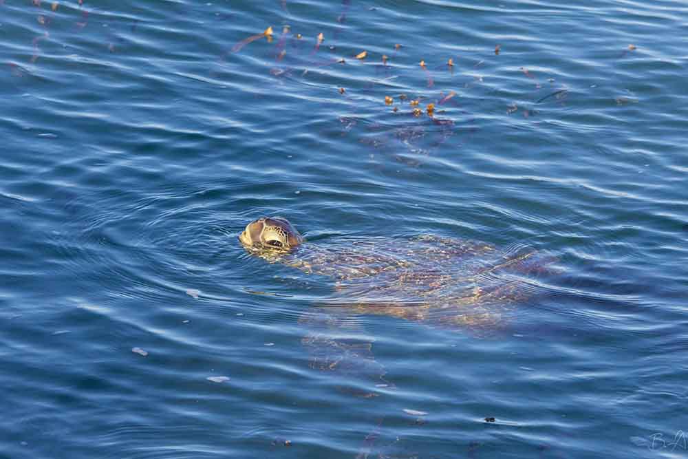 Monkey-Mia-western-australia