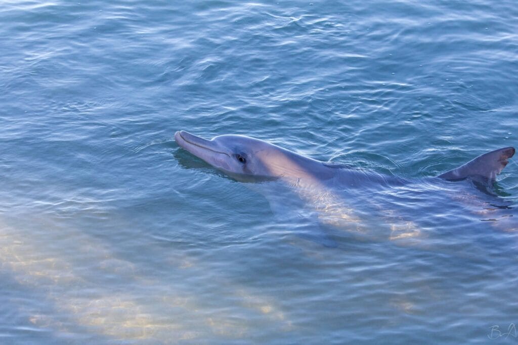 Monkey-Mia-western-australia