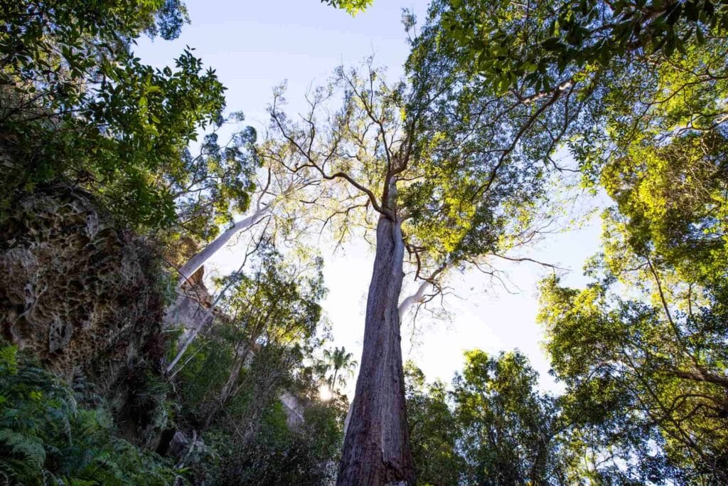 cania-gorge - Londoner In Sydney cania-gorge
