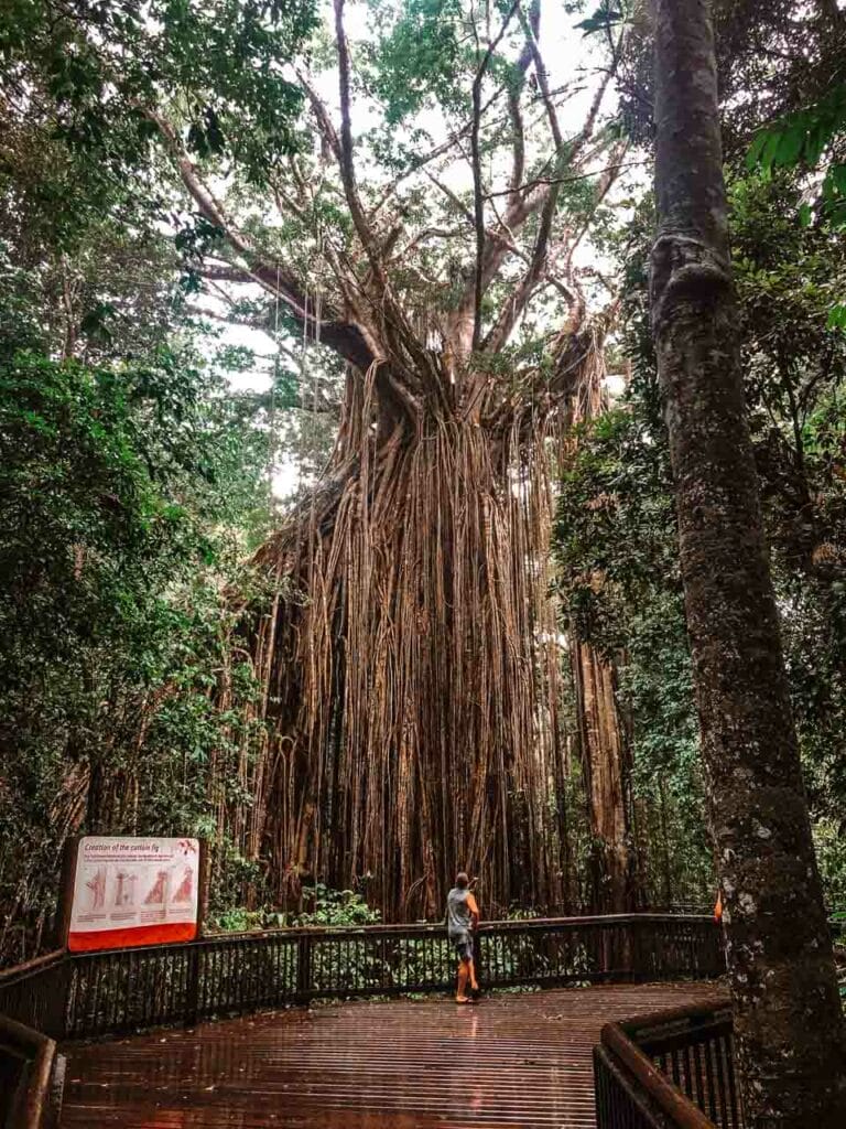 curtain-fig-tree-yungaburra - Londoner In Sydney curtain-fig-tree-yungaburra