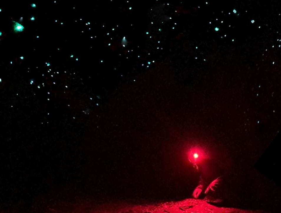 glow-worm-tour-blue-mountains - Londoner In Sydney glow-worm-tour-blue-mountains