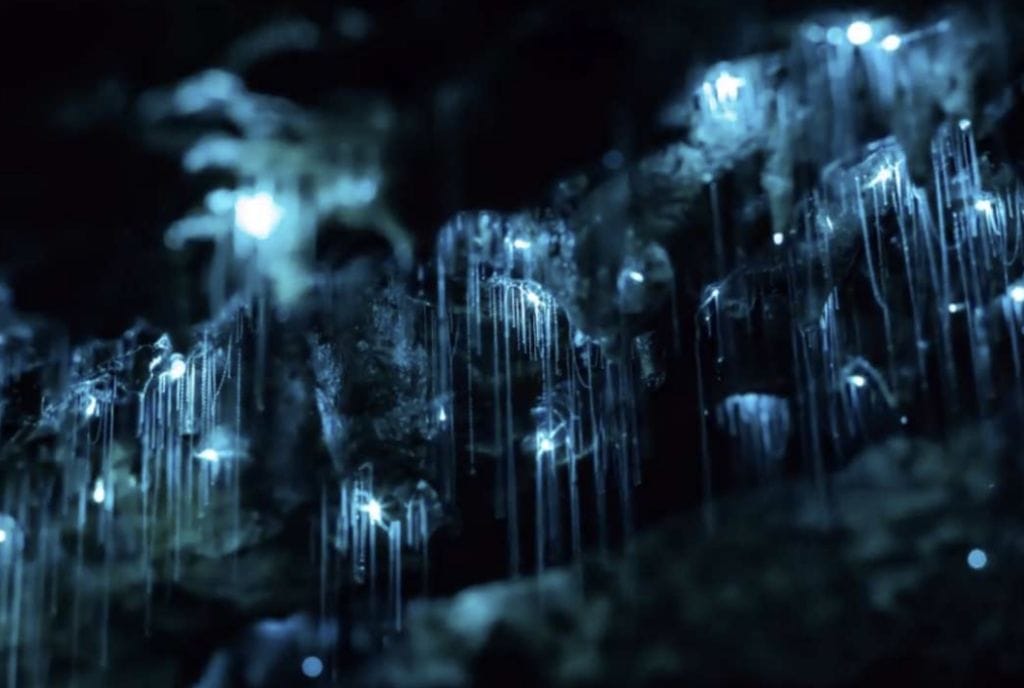 glow-worm-tour-blue-mountains - Londoner In Sydney glow-worm-tour-blue-mountains