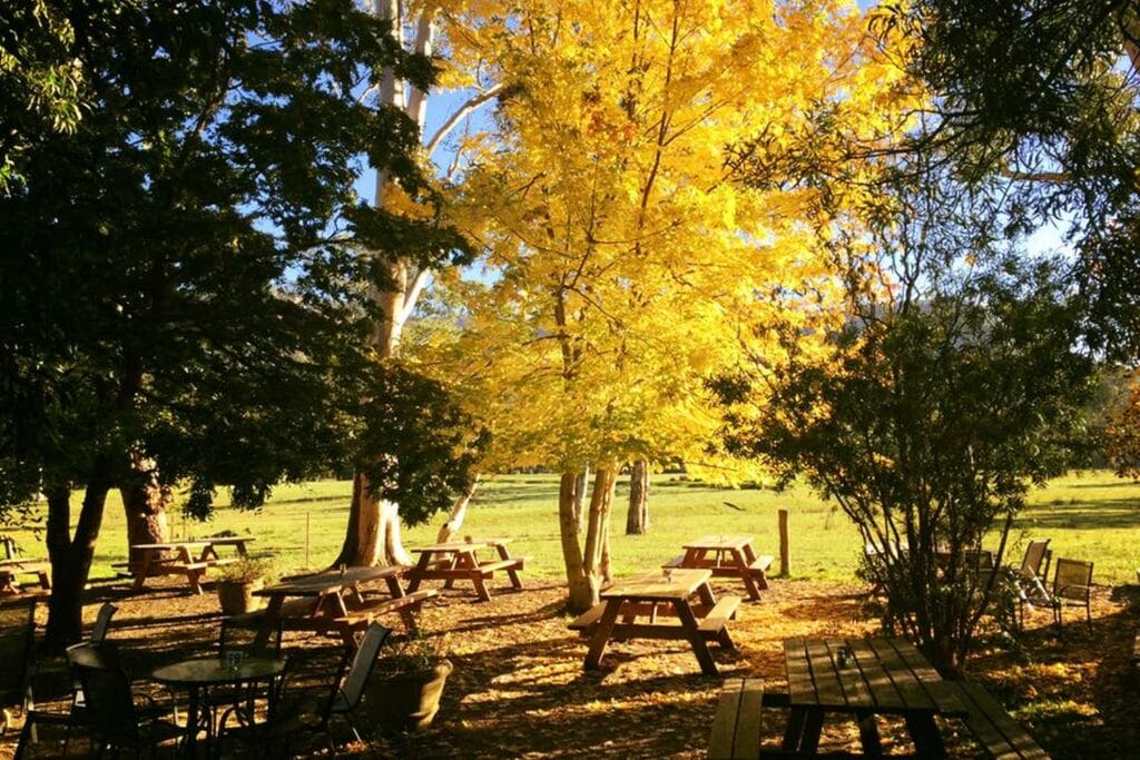 megalong-valley-tea-rooms - Londoner In Sydney megalong-valley-tea-rooms