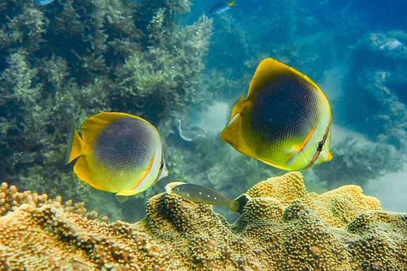 mission-beach-coral-bay-1