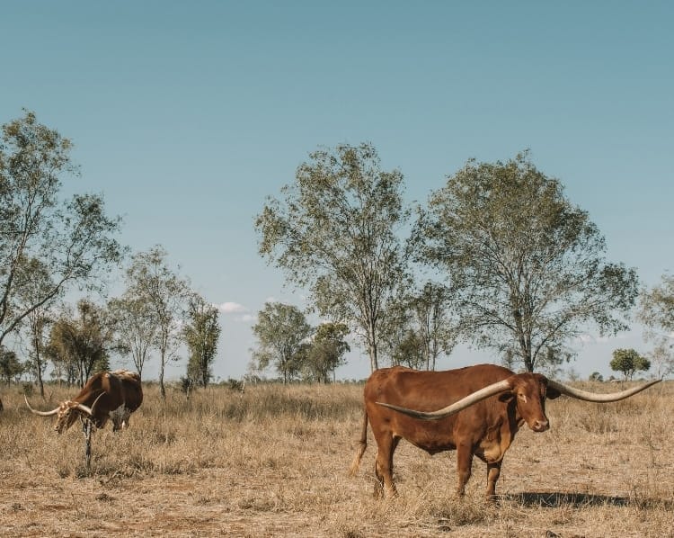 Texas-Longhorns-Charters-Towers - Londoner In Sydney Texas-Longhorns-Charters-Towers