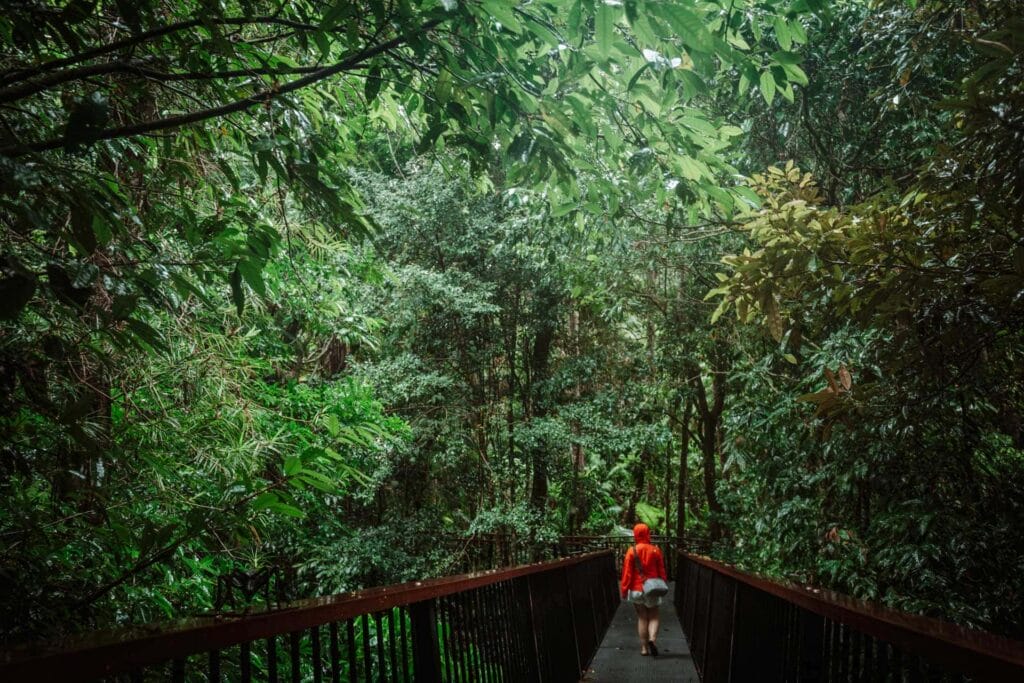mamu-skywalk-cairns - Londoner In Sydney mamu-skywalk-cairns
