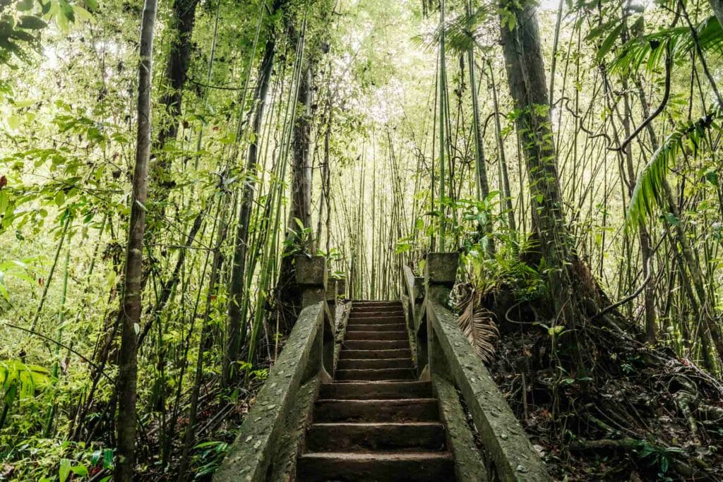paronella-park-bamboo-forest