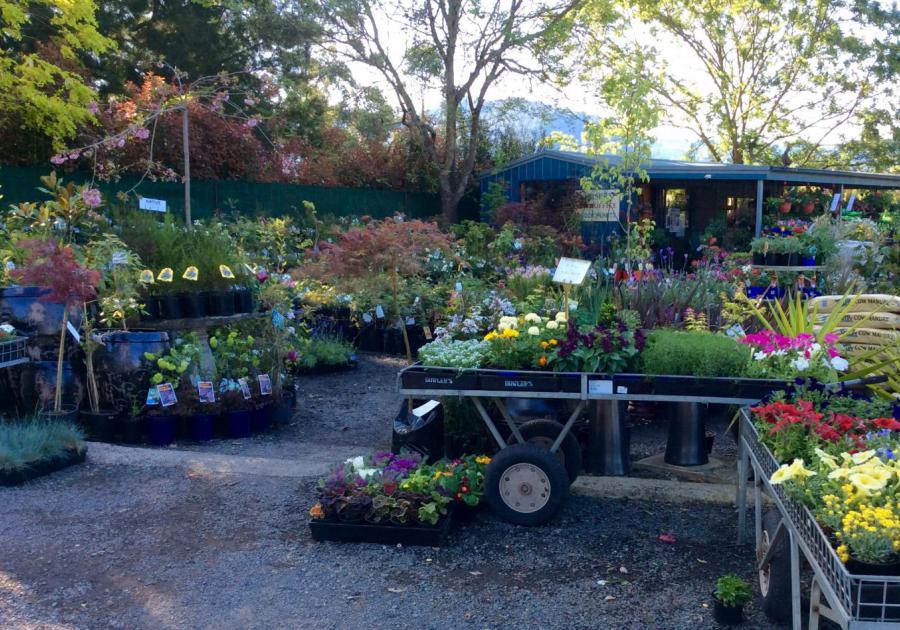 Village-Green-Nursery-kangaroo-valley