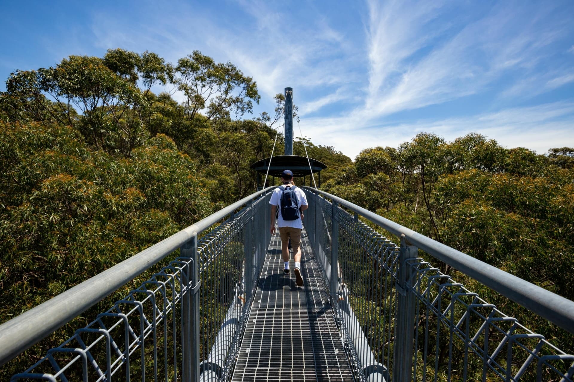 illawarra-fly-tree-top - Londoner In Sydney illawarra-fly-tree-top