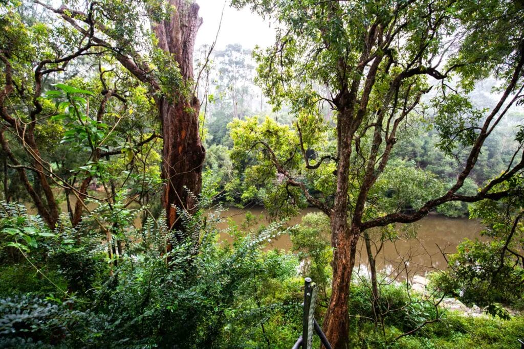 hampden-bridge-kangaroo-valley - Londoner In Sydney hampden-bridge-kangaroo-valley