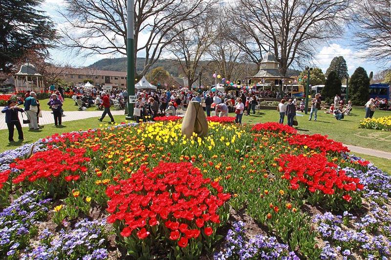 tulip-time-bowral - Londoner In Sydney tulip-time-bowral