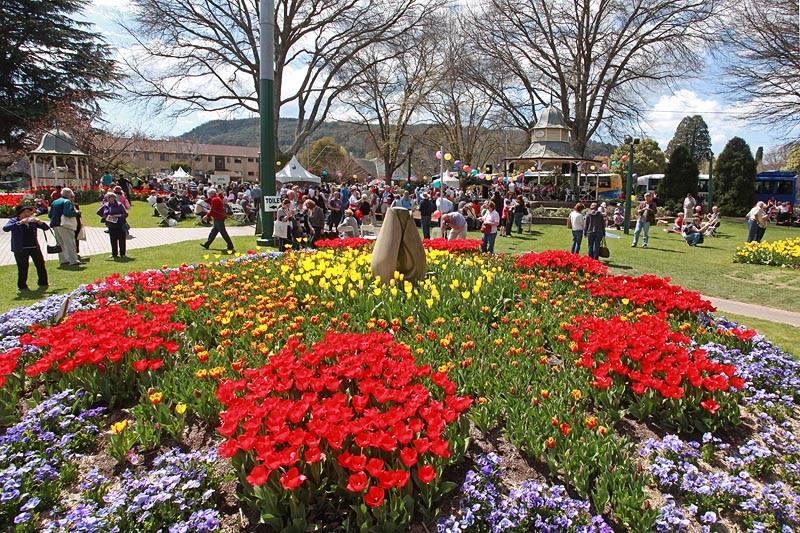 tulip-time-bowral